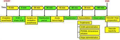 Autophagy Is Involved in Stellate Ganglion Block Reversing Posthemorrhagic Shock Mesenteric Lymph-Mediated Vascular Hyporeactivity